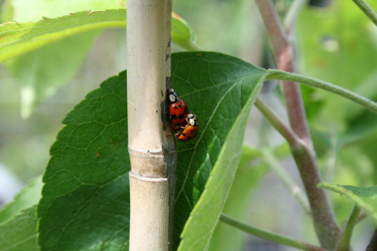 Biologischer Pflanzenschutz - Biolandbaumschule Frank Wetzel